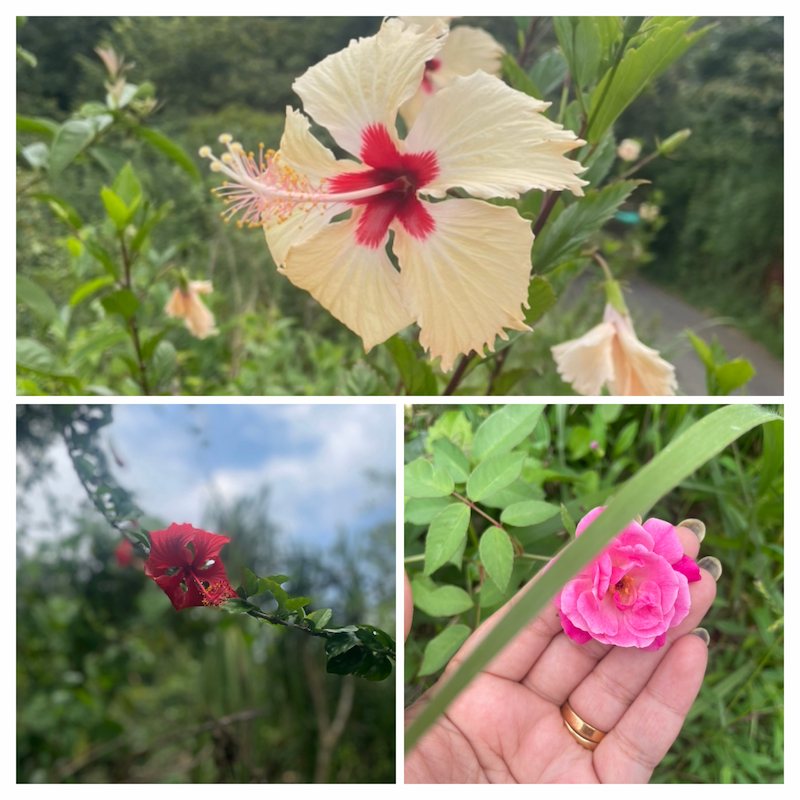 flower-collage.jpg