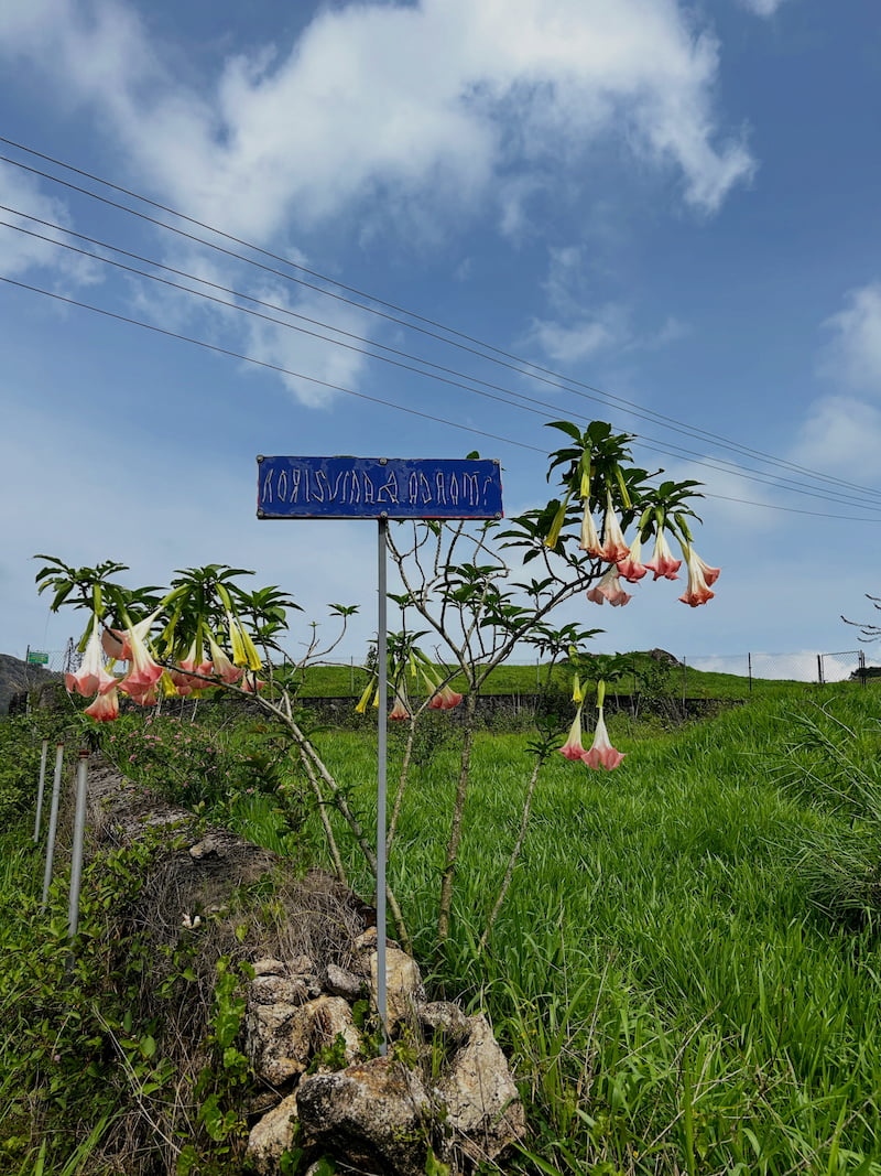 trumpet-flower.jpg