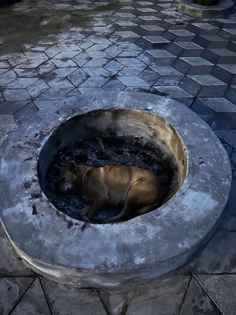 zostel-dog.jpg